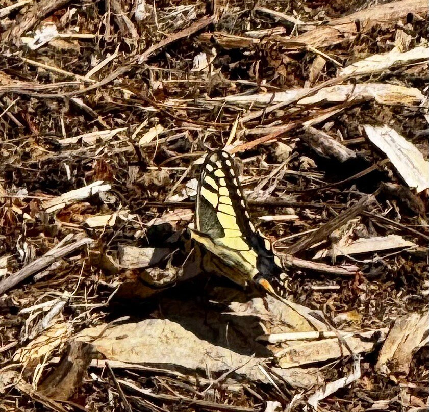 Birding The Strait-塔里法必去景点