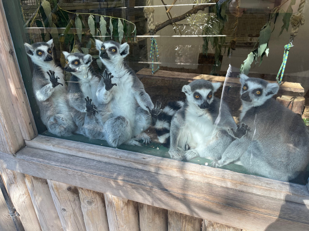 Welsh Mountain Zoo-科尔温湾必去景点