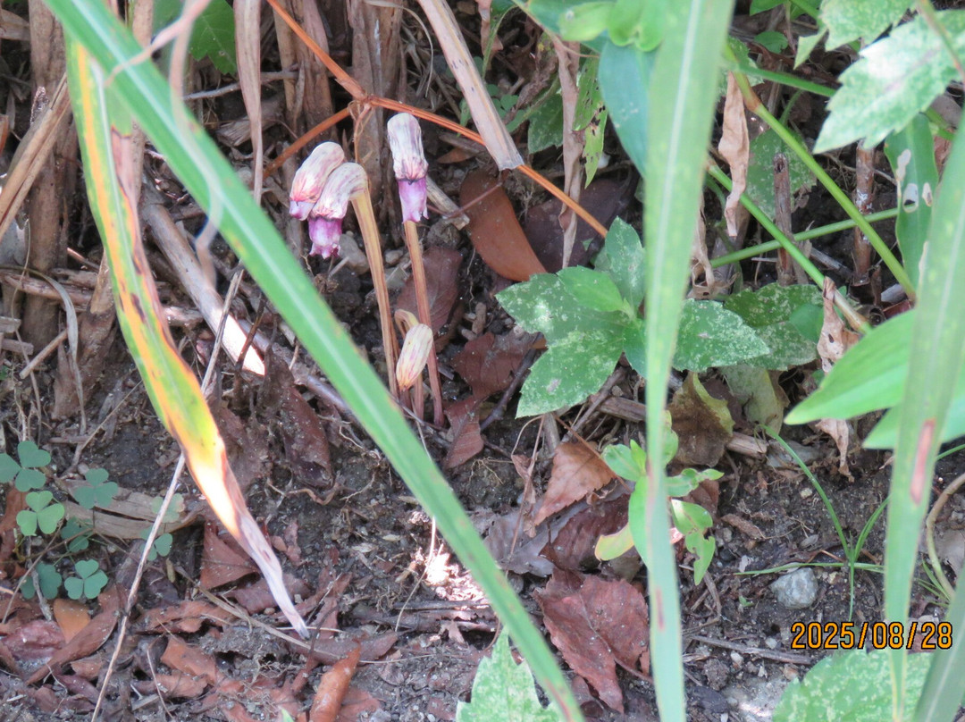 Manyo Botanical Garden-奈良市必去景点