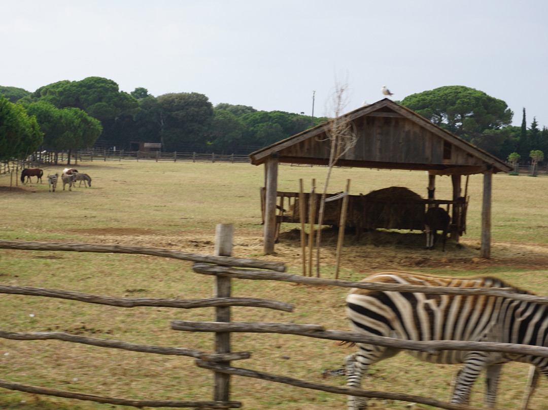 Safari Park-Brijuni National Park必去景点