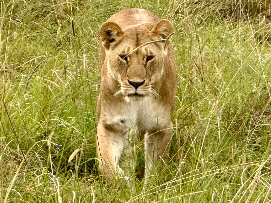 Alligator Adventures Tours & Safaris-纳罗克必去景点