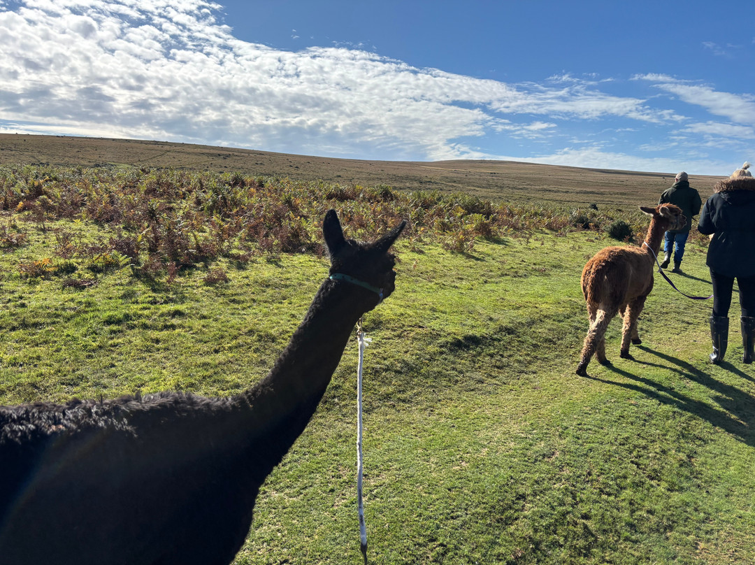 Lydford Gorge Alpacas-Lydford必去景点
