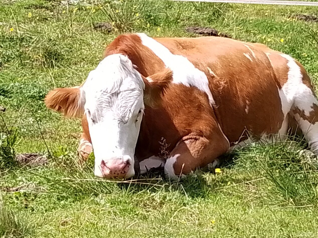 Pension Enzian主图