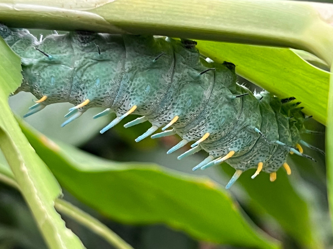 Vlindertuin Vlindorado-Waarland必去景点