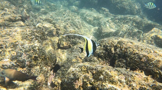 科纳男孩公司-基亚拉凯库亚必去景点