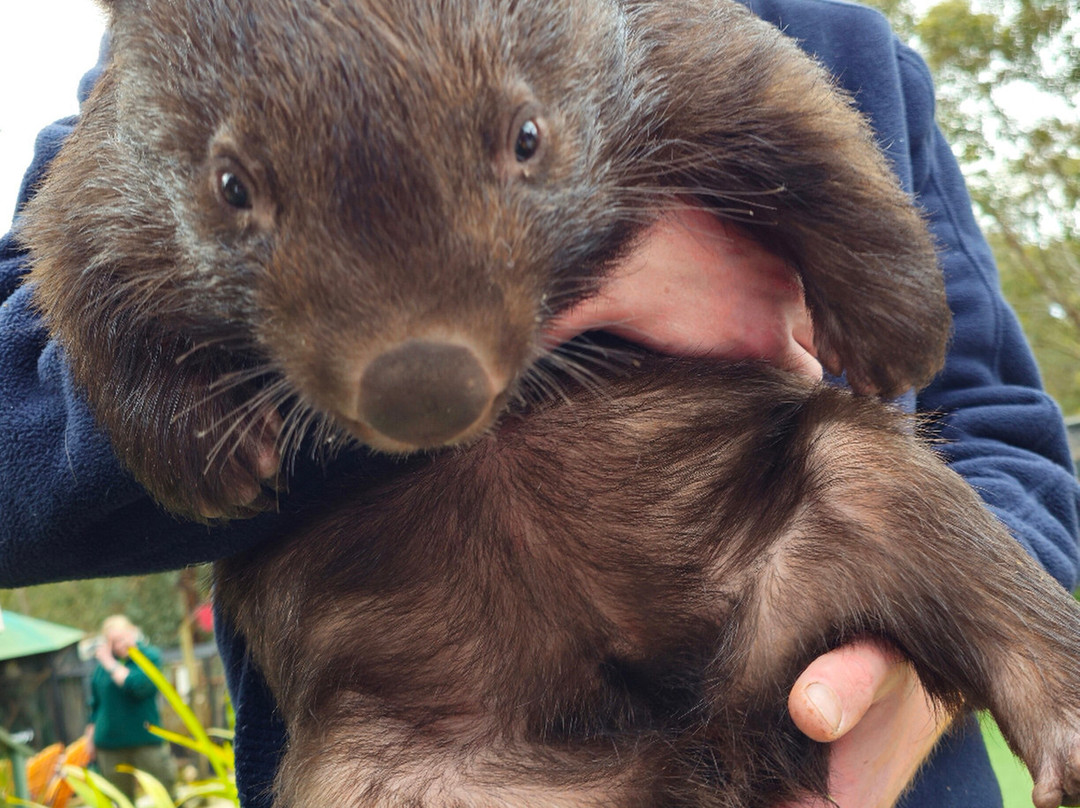 Jirrahlinga Dingo Conservation & Wildlife Education Centre-Chewton必去景点