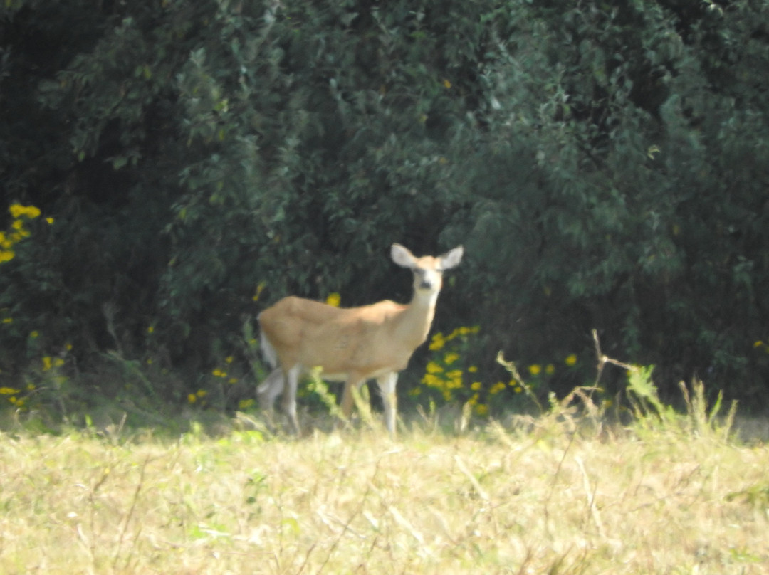 Crab Orchard National Wildlife Refuge-Marion必去景点