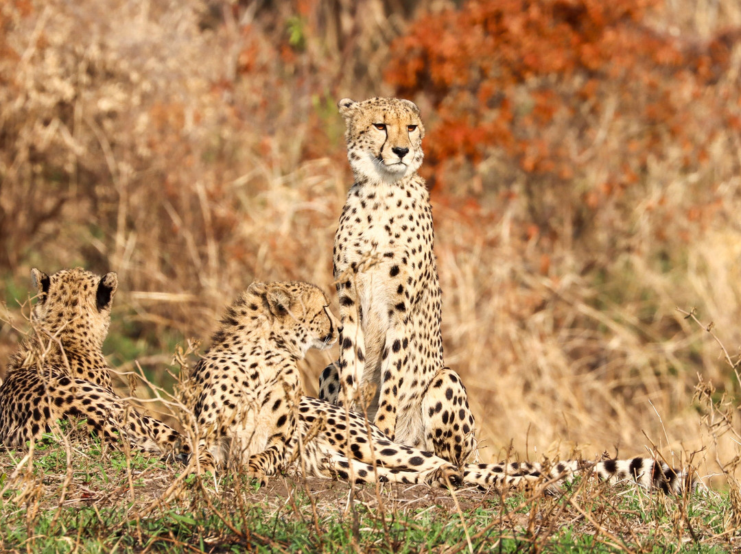 Dogs 4 Wildlife-赫卢赫卢韦必去景点