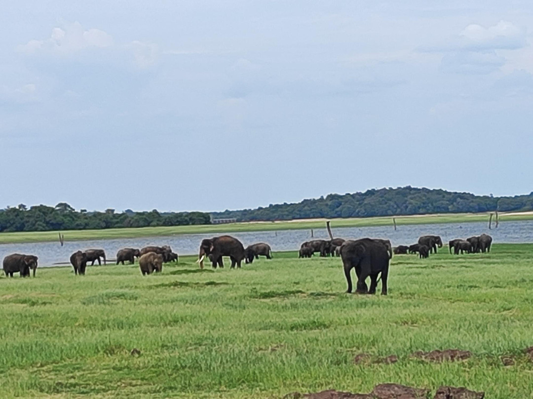 Lakshan jeep safari habarana-哈巴拉娜必去景点