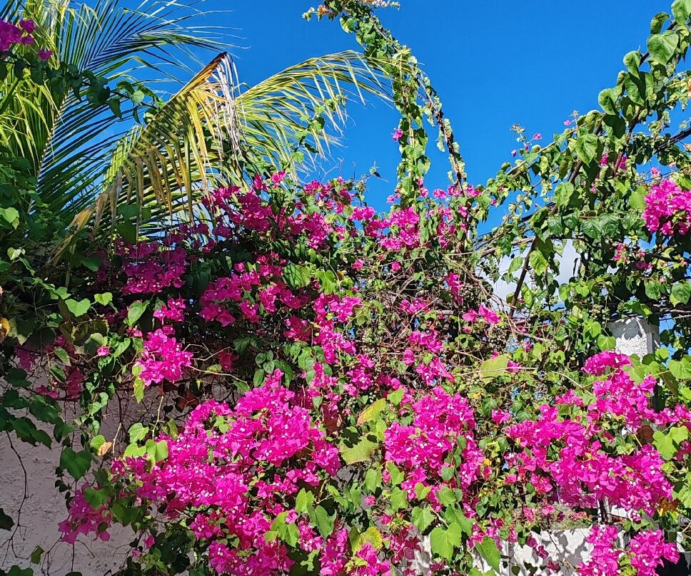 Italcaribe Club-波拉马尔必去景点