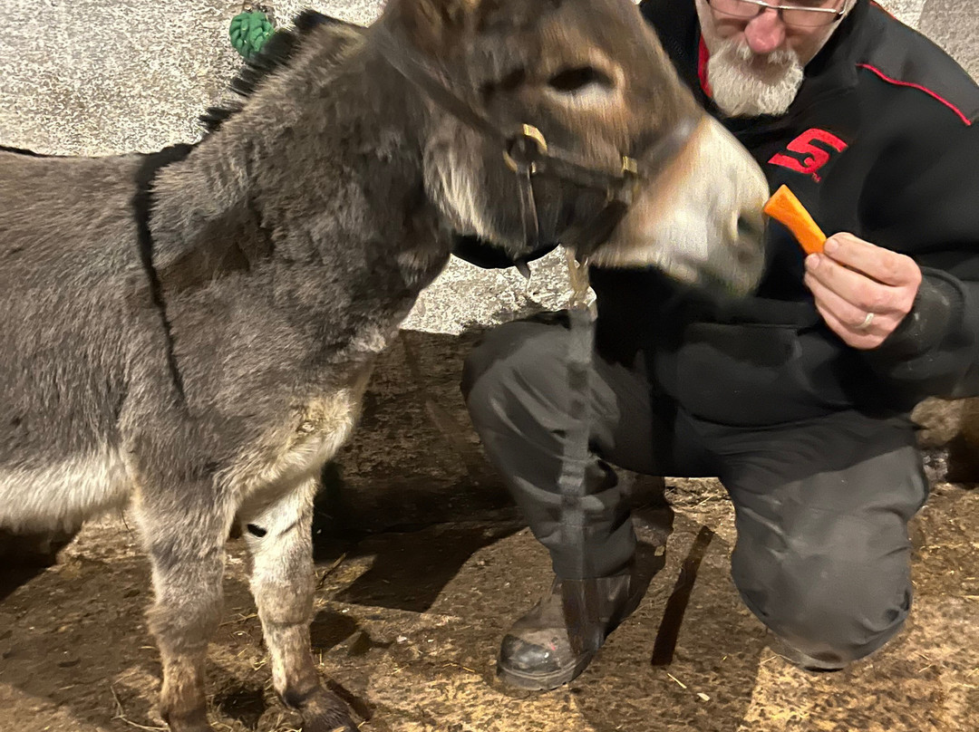 Kinedale Donkeys-Ballynahinch必去景点