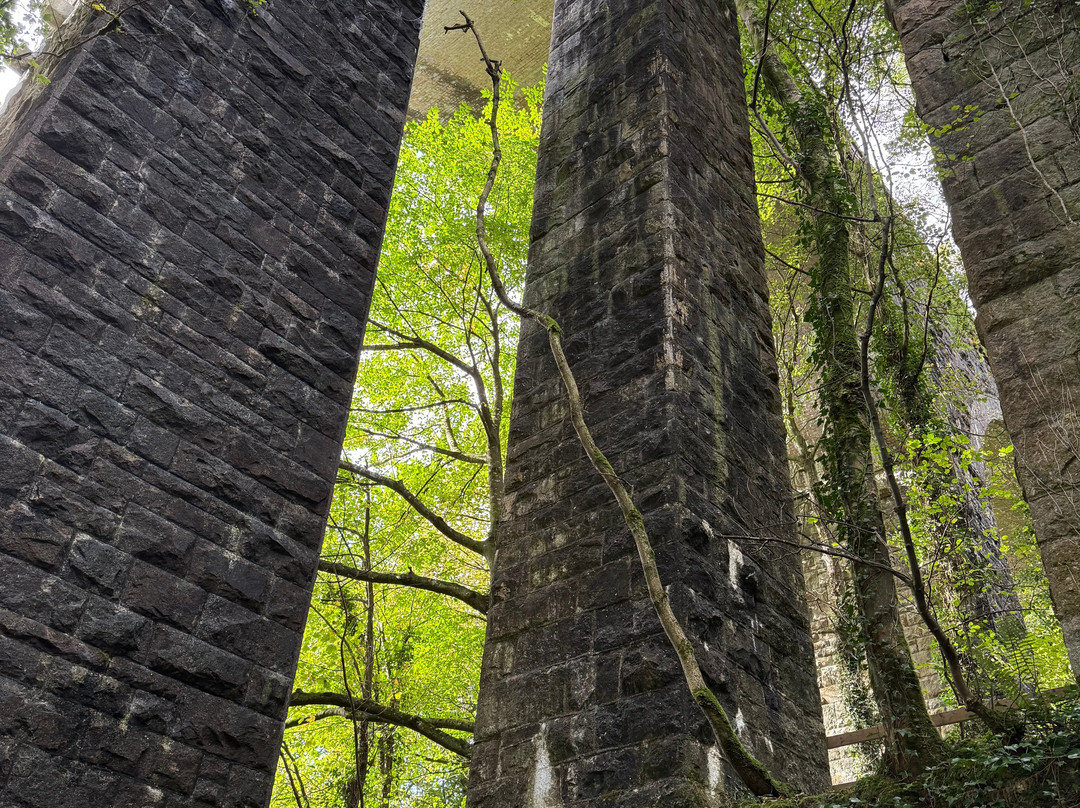 Long Timber Woods-Ivybridge必去景点
