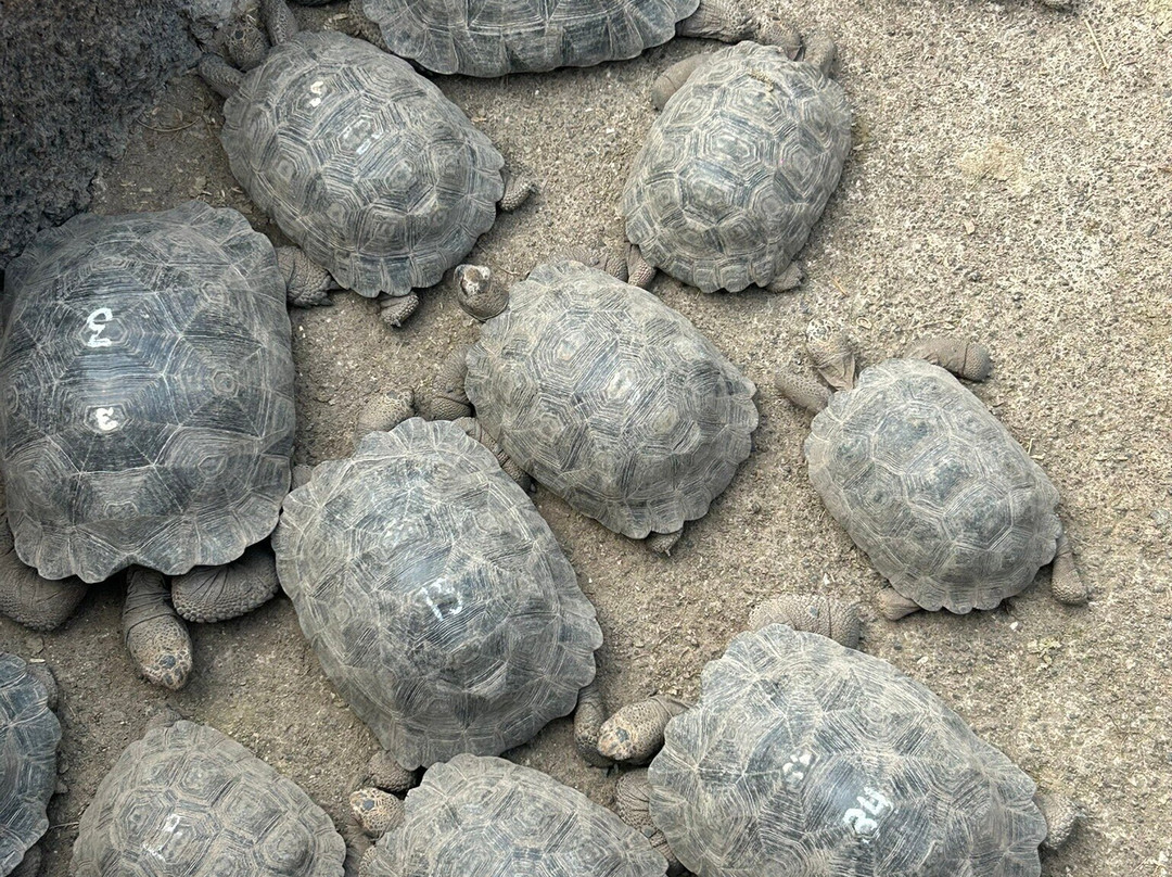 Centro de Crianza Arnaldo Tupiza-维里亚米尔港必去景点