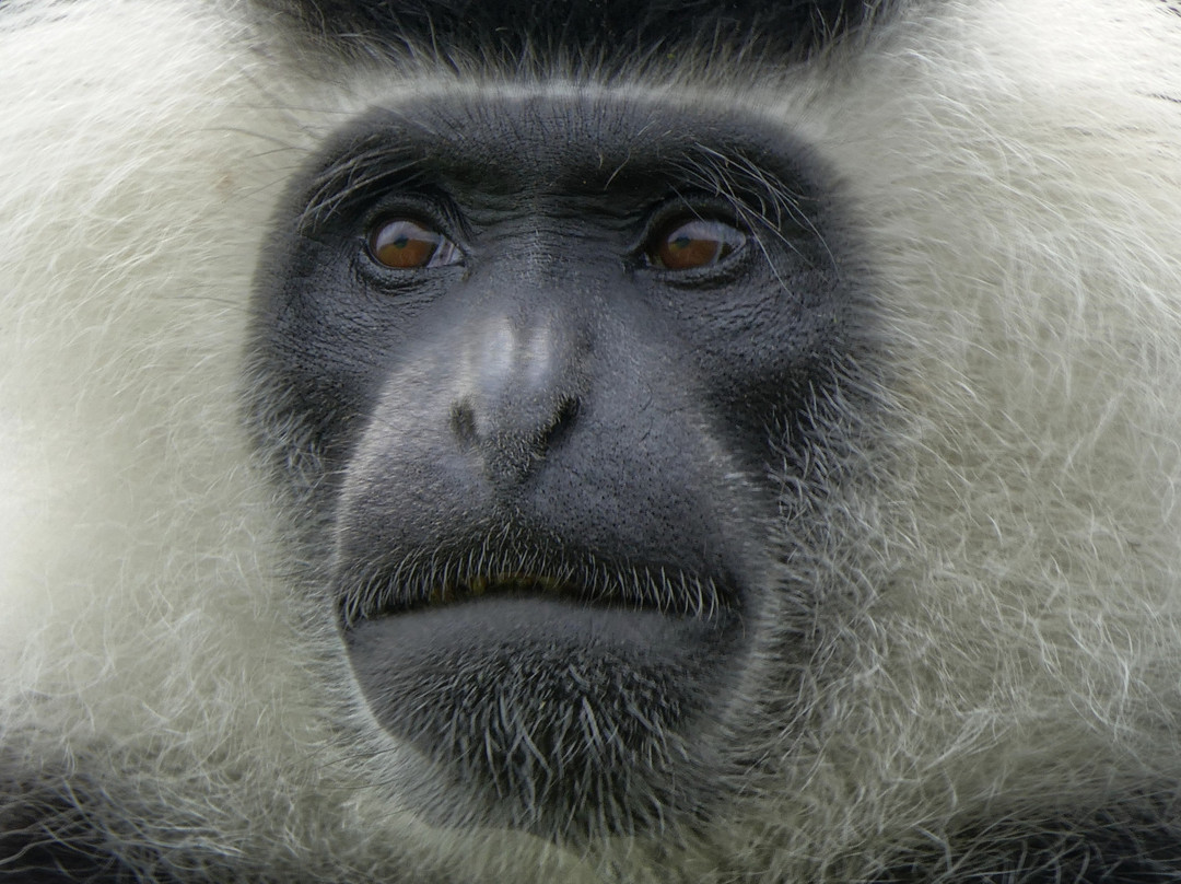 Nyungwe National Park - Rwanda-Western Province必去景点