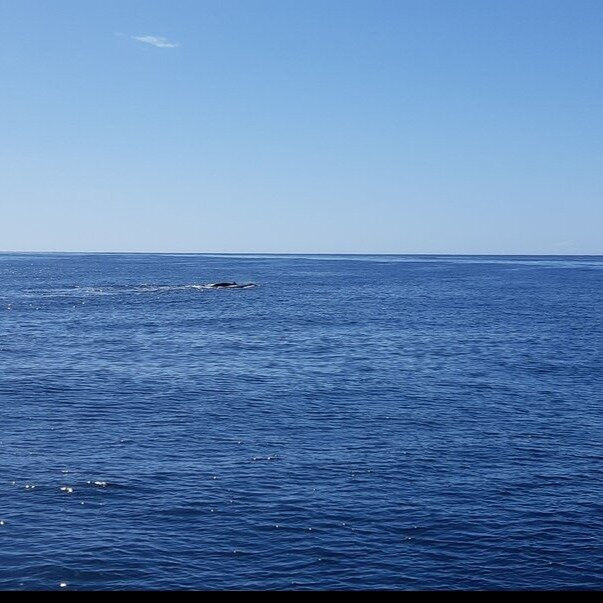 Merimbula Marina-梅林布拉必去景点