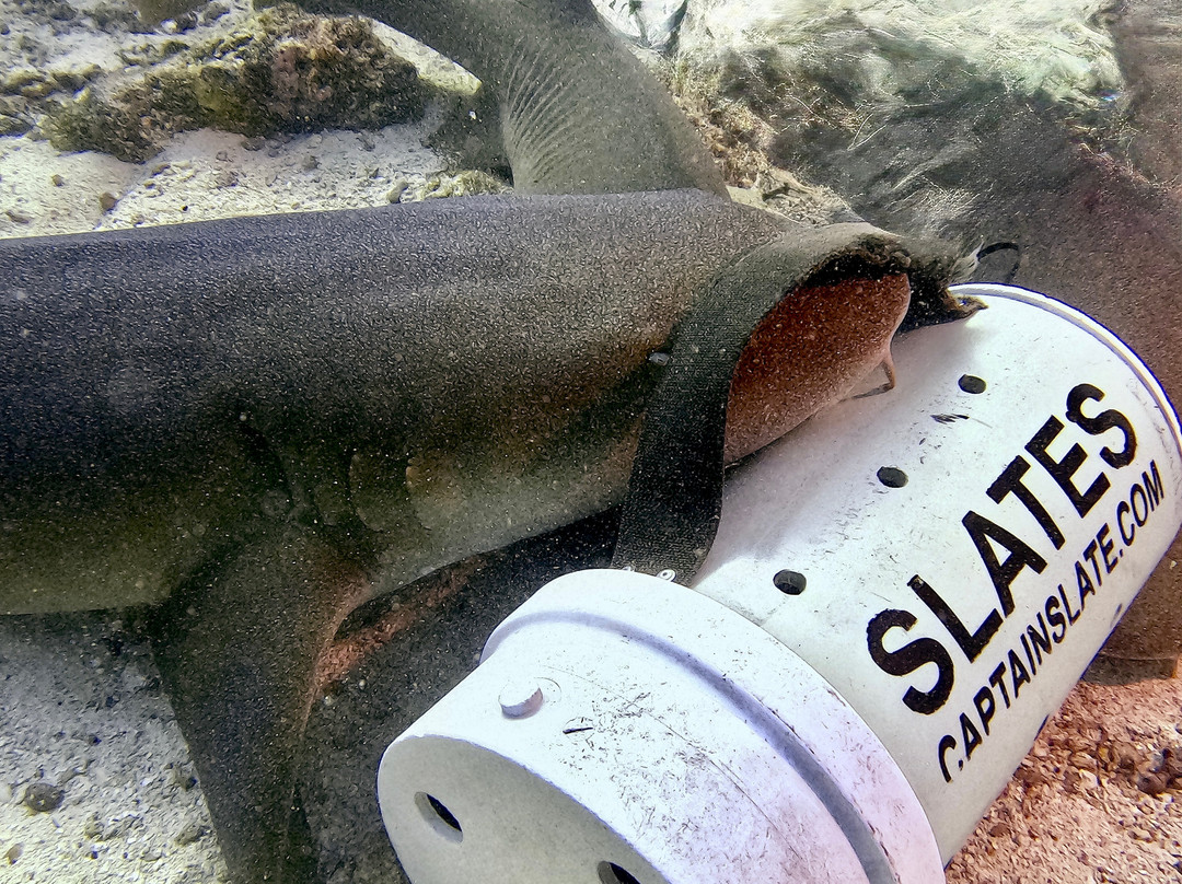 Captain Slate's SCUBA Adventures-Tavernier必去景点