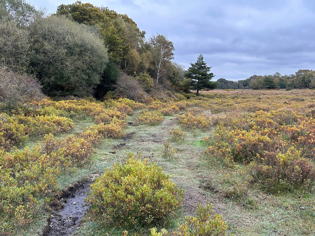 Whitefield Moor (and car park)-Brockenhurst必去景点