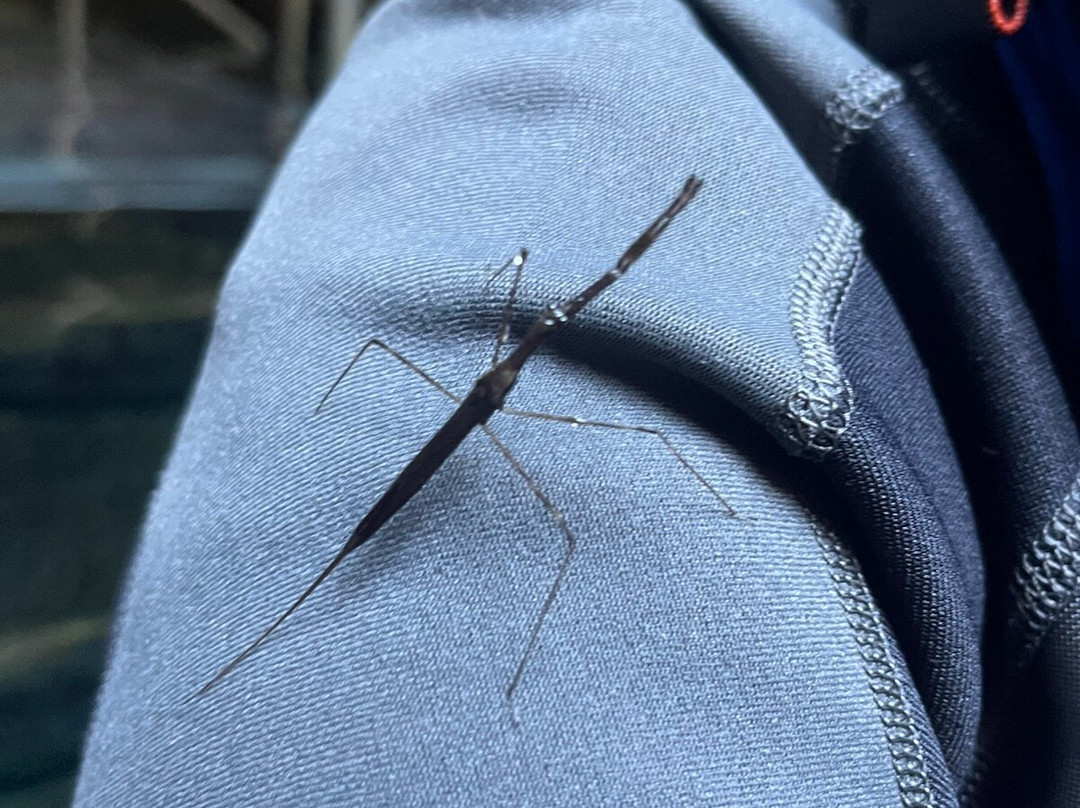 Devil's Den-Williston必去景点