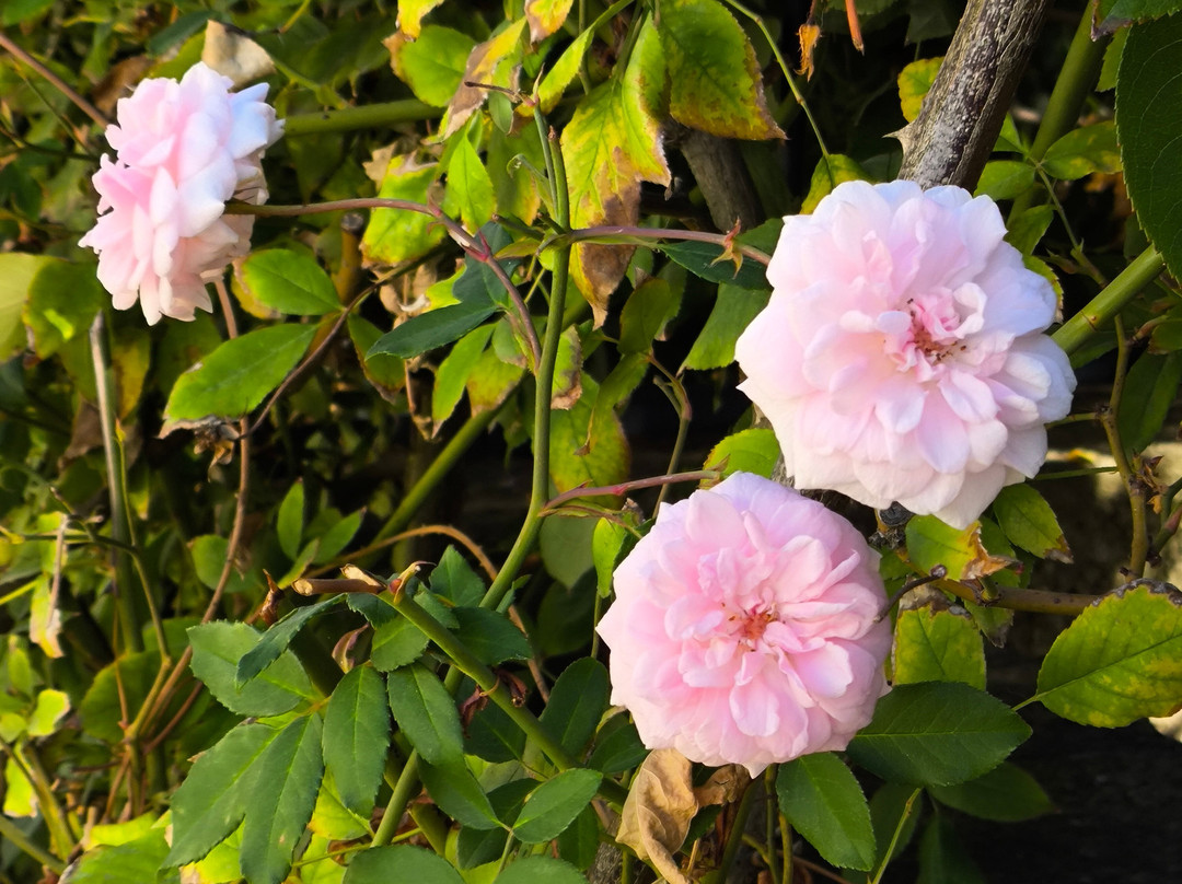 Santar Vila Jardim-Santar必去景点