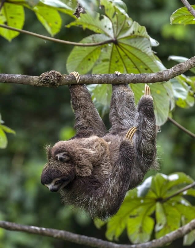 Amazon Discovery-伊基托斯必去景点