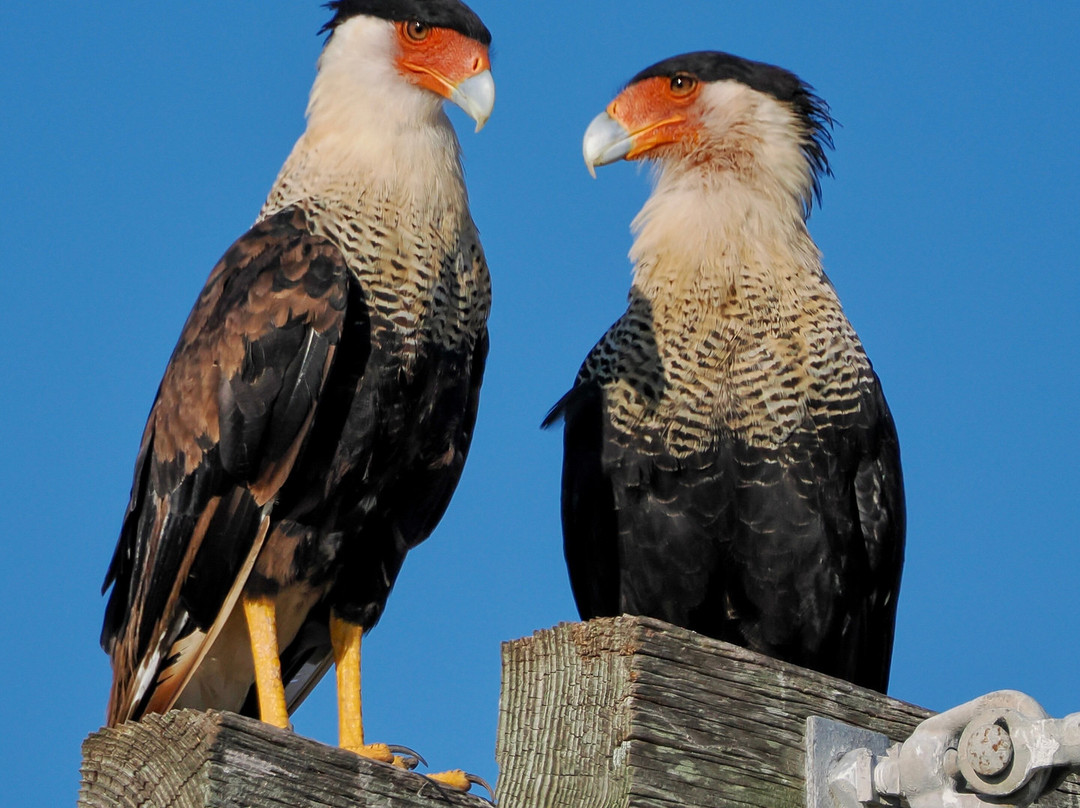 King Ranch Visitor Center-Kingsville必去景点