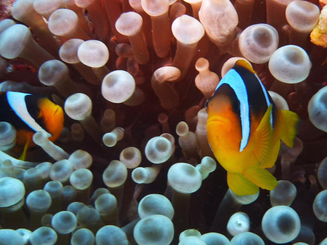 ORCA Dive Club Soma Bay-索马湾必去景点