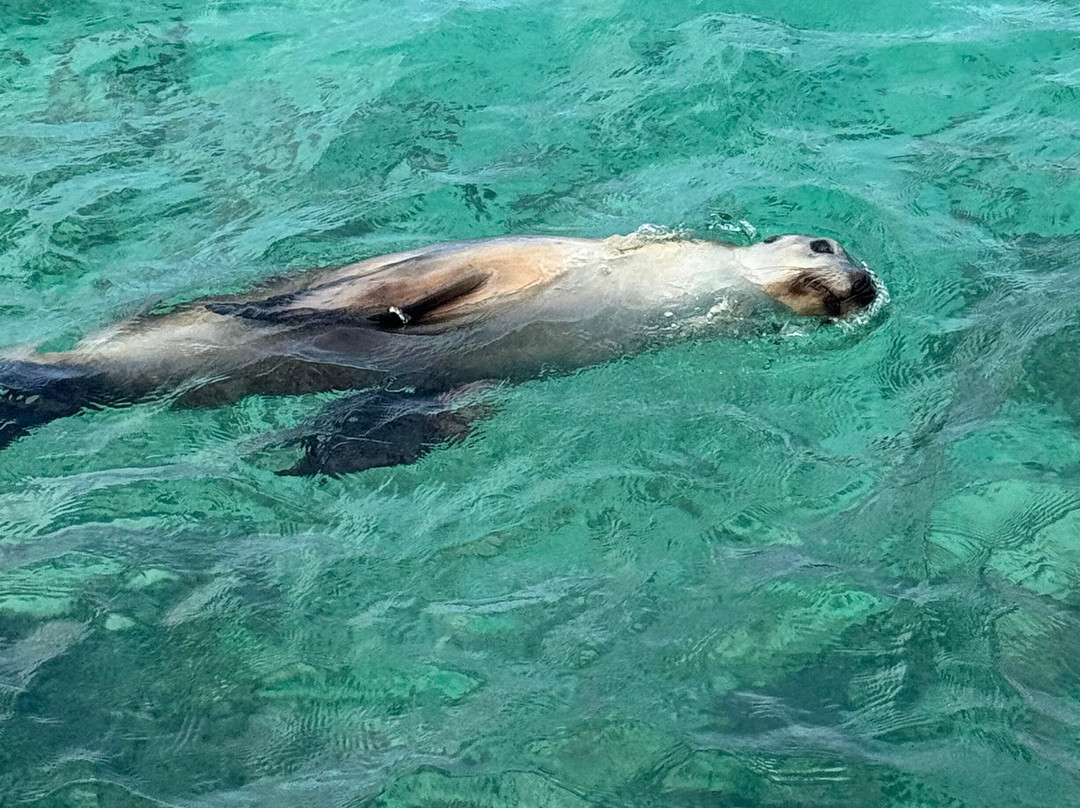 Lobster Shack Sea Lion Tour-塞万提斯必去景点