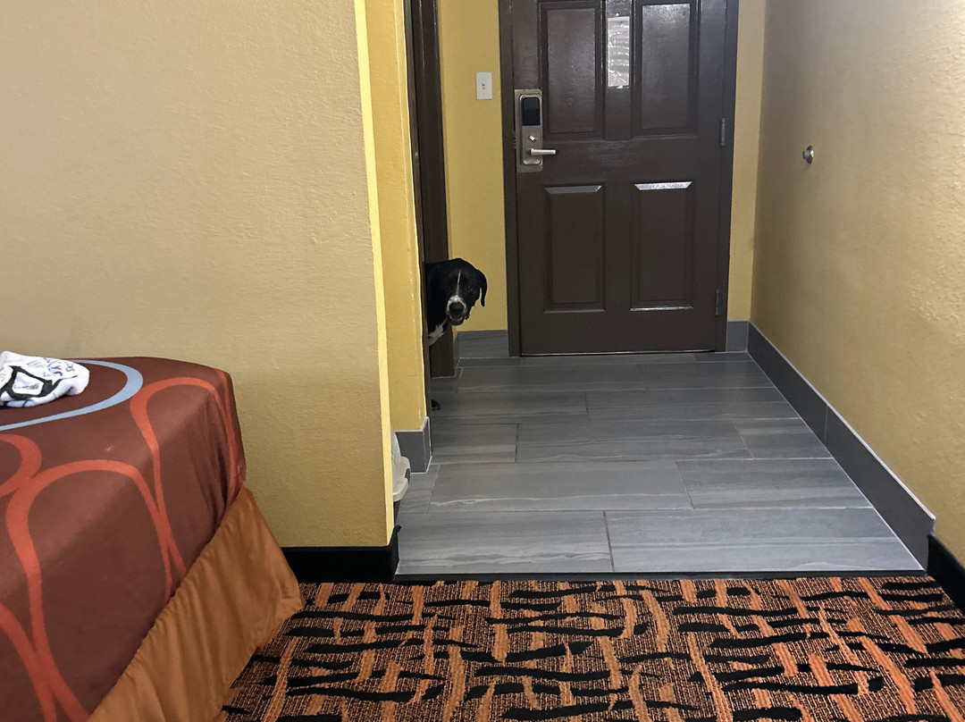 Hampton Inn Olive Branch主图