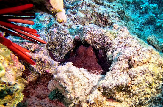 Manta Ray Dives Of Hawaii-凯鲁瓦-柯纳必去景点