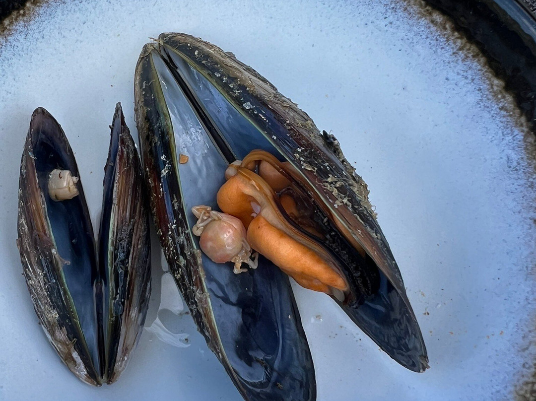 Oyster Bay Tours-科尔斯湾必去景点