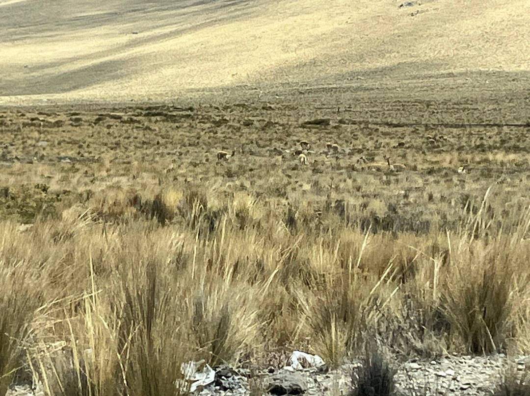 Salinas y Aguada Blanca National Reserve-阿雷基帕必去景点