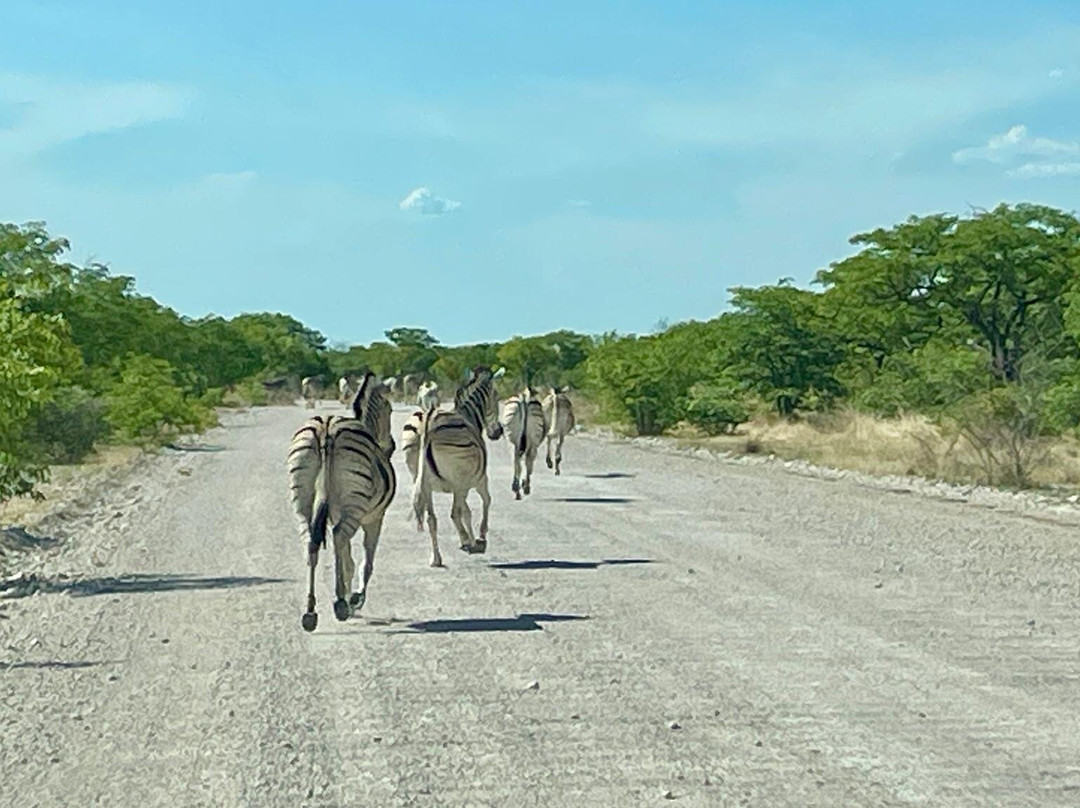 Etosha Pan-纳米比亚埃托沙国家公园必去景点