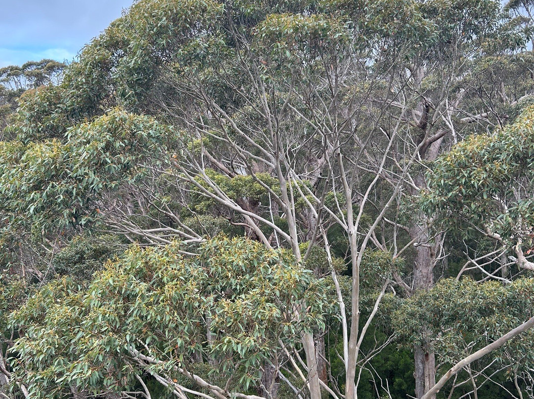 Tree Top Walk Motel主图