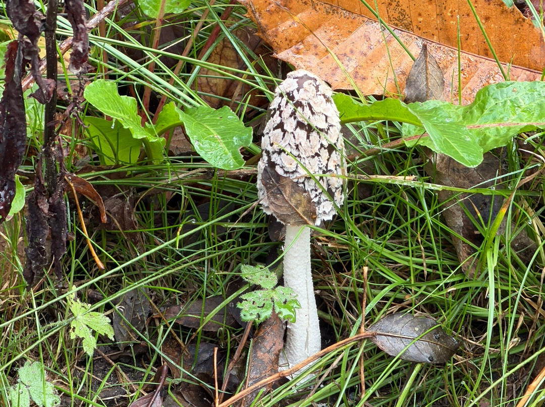 Terra Vitum-Midhurst必去景点