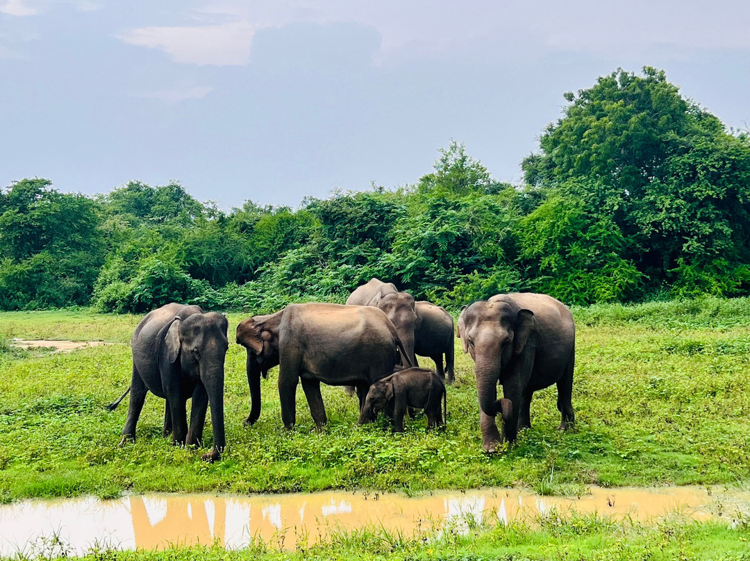 Prasanna Safari Udawalawe-乌达瓦拉维国家公园必去景点