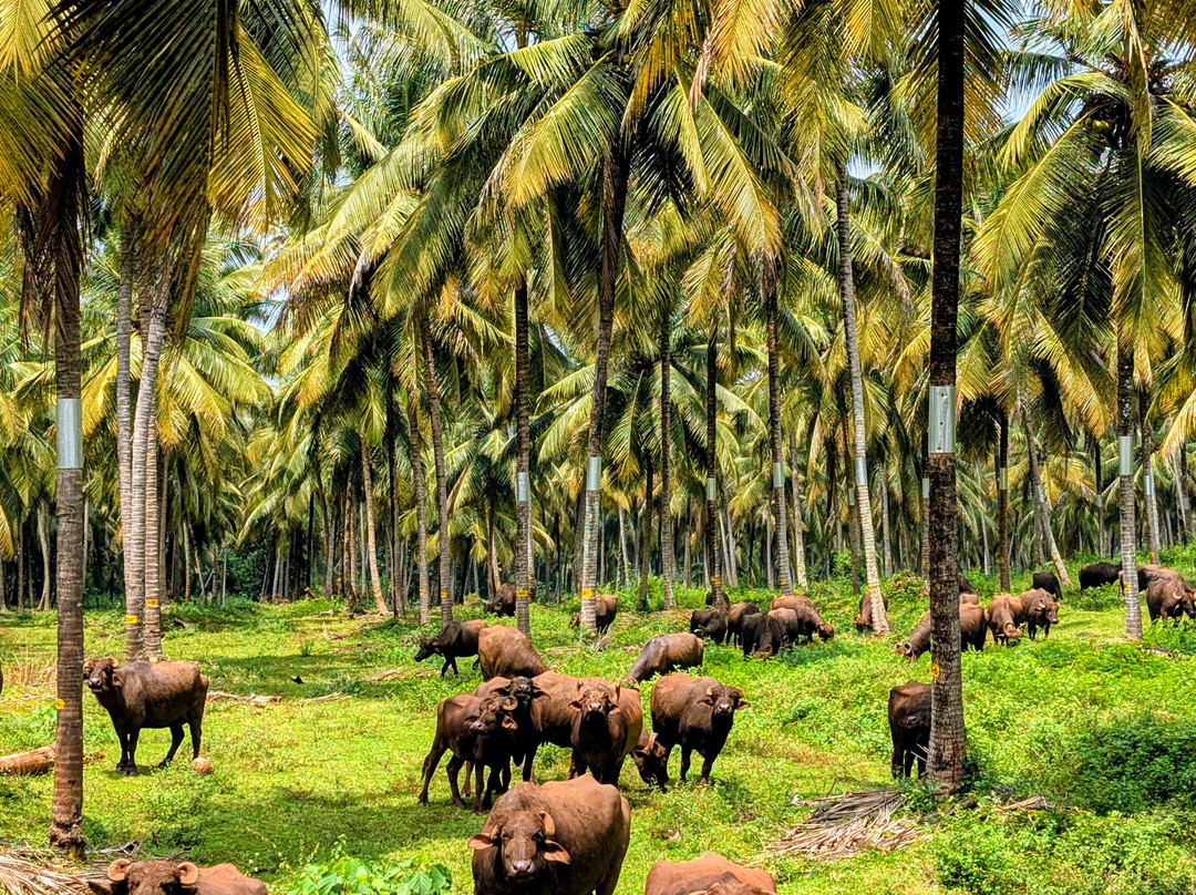 LankaTrip.lk-Wennappuwa必去景点