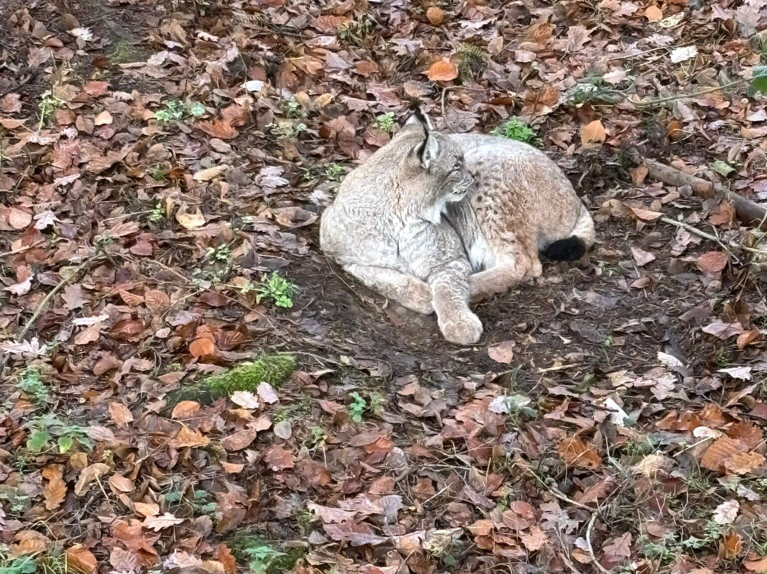 Wildtierpark Edersee-Edertal必去景点