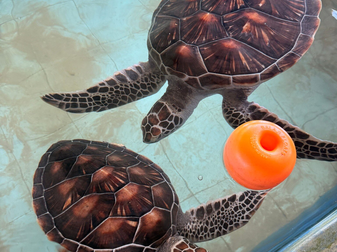 Galbokka Sea Turtle Hatchery-科斯戈德必去景点