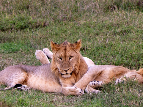 African Trails Expeditions-内罗毕必去景点