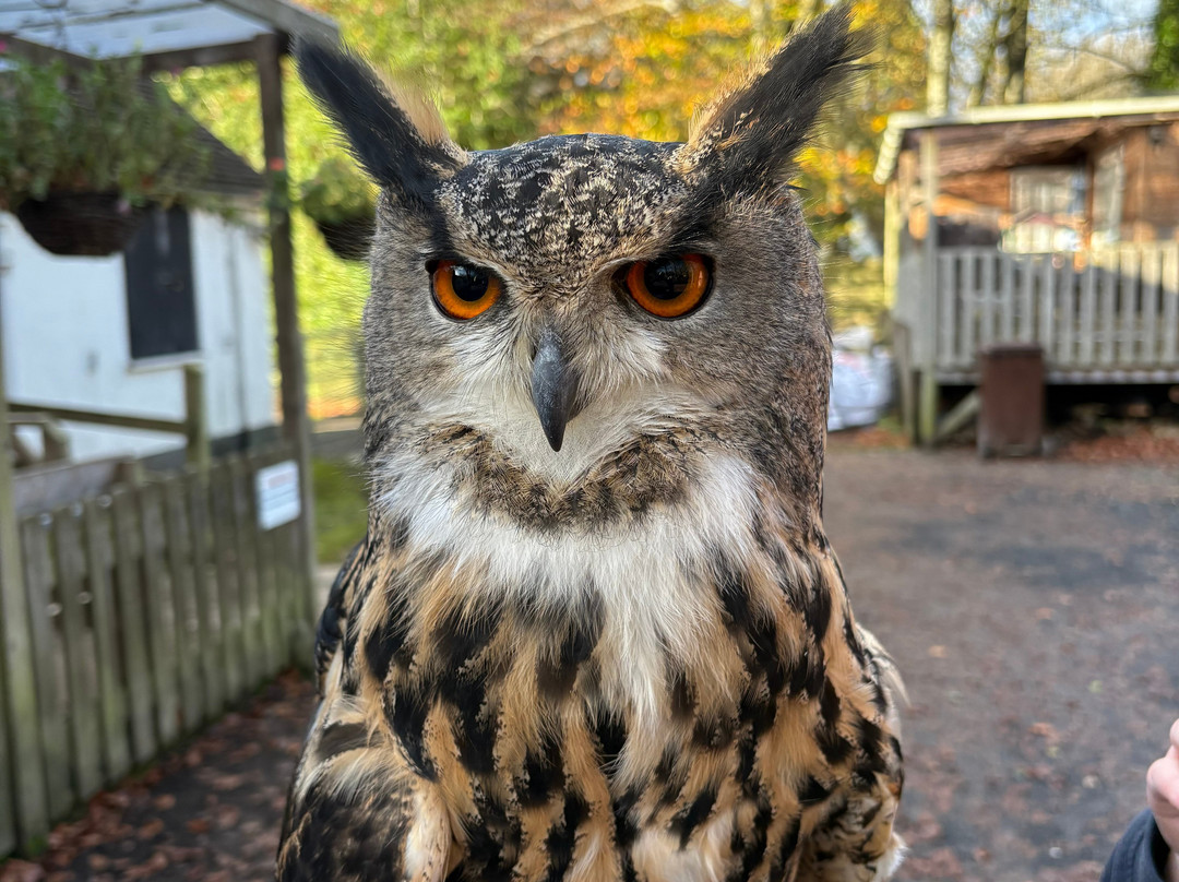 World of Owls-Randalstown必去景点