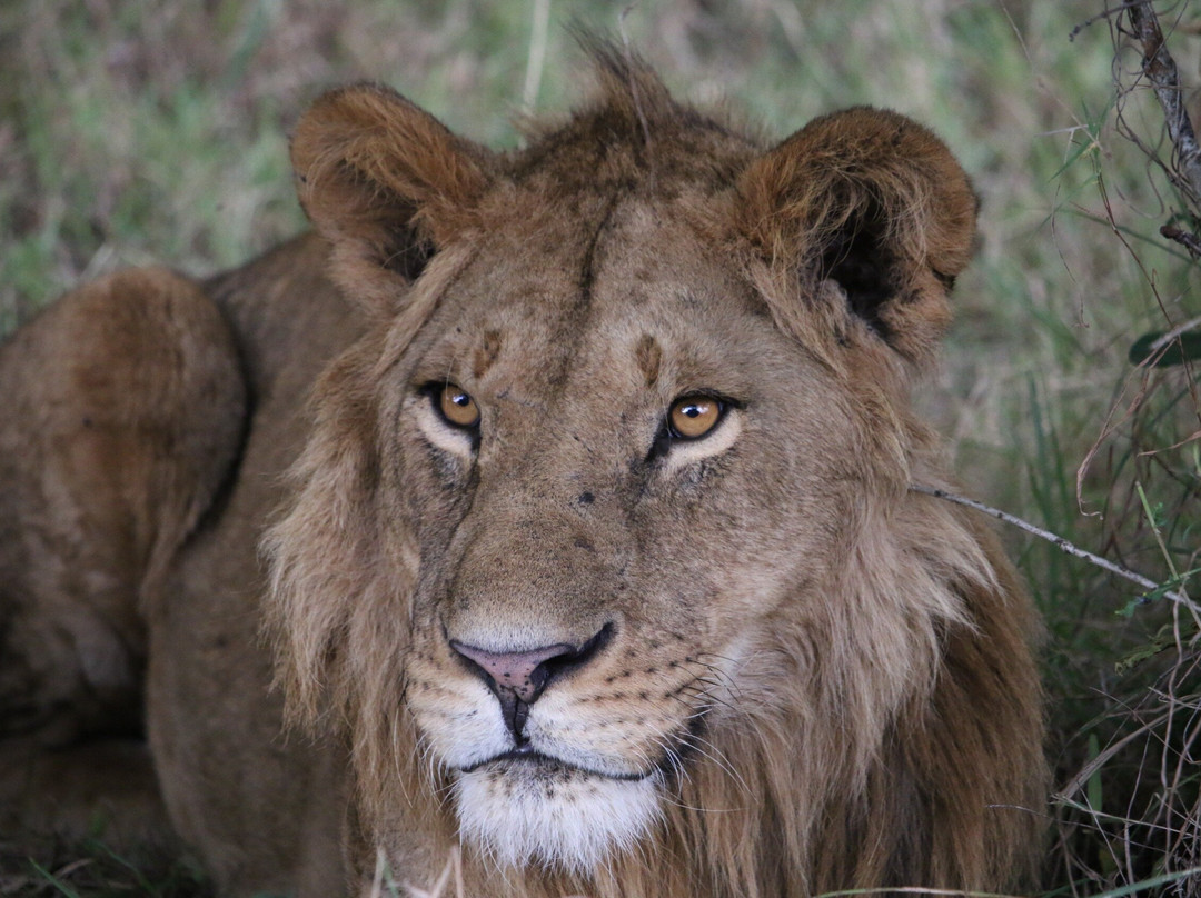 APODIFORMES ADVENTURES-内罗毕必去景点