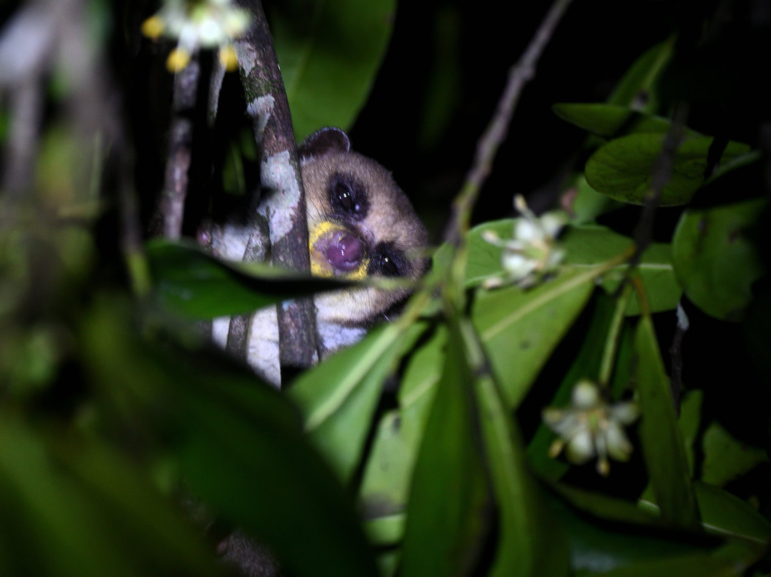 Masoala National Park-Maroantsetra必去景点
