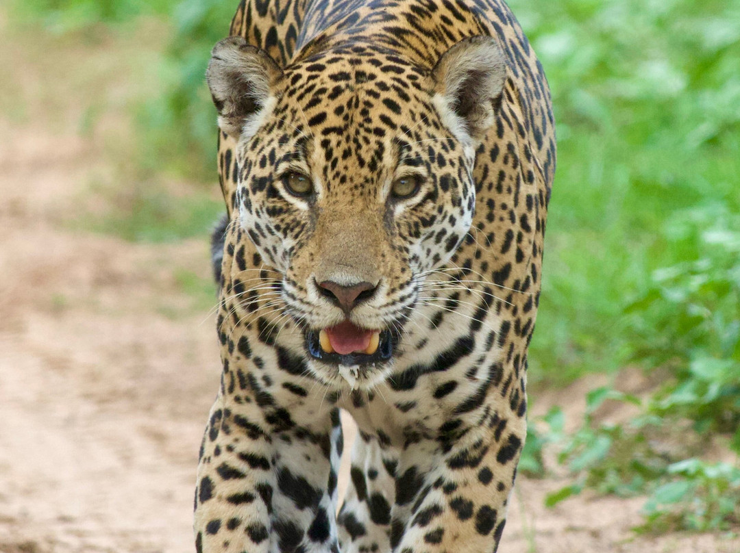 Pantanal Jaguar Safaris-Chapada dos Guimaraes必去景点