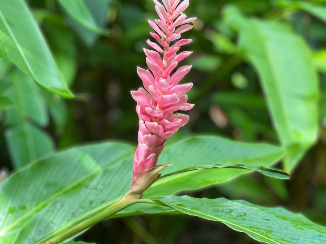 Ecotours Jardin Creole-Le Marin必去景点