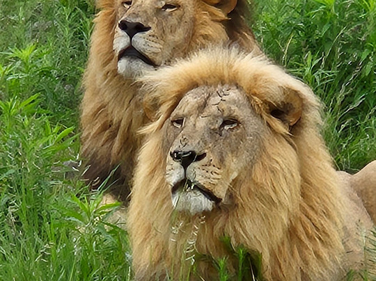 Amatungulu Tours-比勒陀利亚必去景点