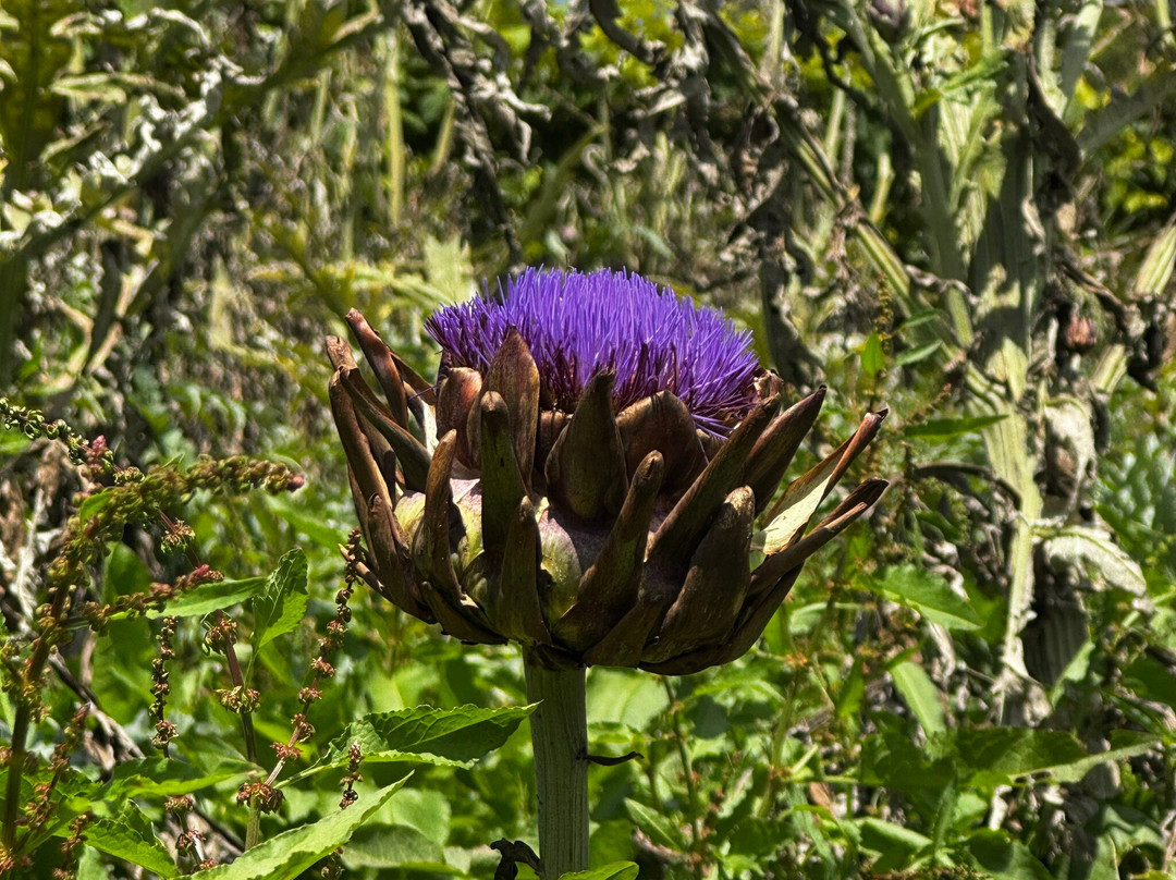 Vinícola XV de Novembro-Sao Roque必去景点
