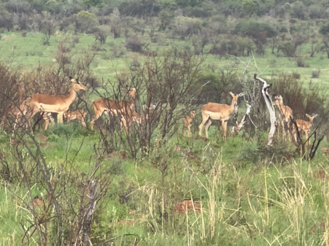 Loisico Tours and Excursions-Bloubergstrand必去景点