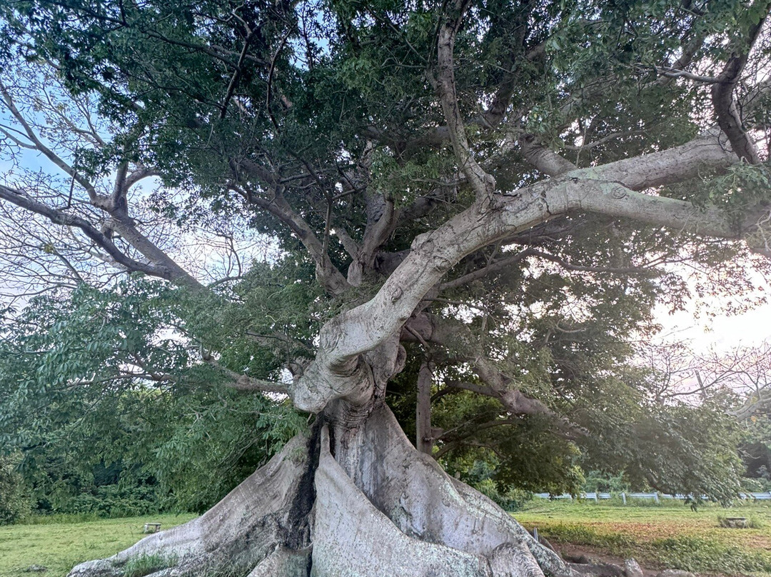 Abe's Snorkeling and BioBay Tours-维切克岛必去景点