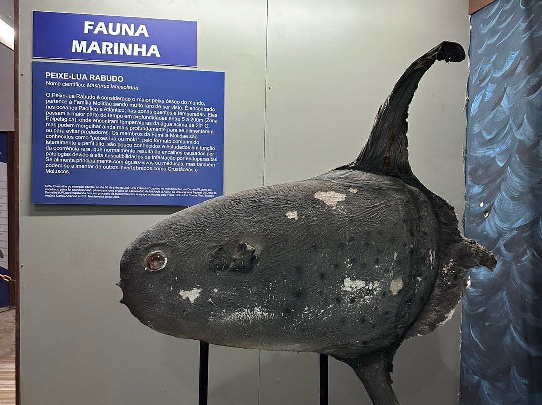 Museu Do Mar Delta Do Phb-Parnaiba必去景点