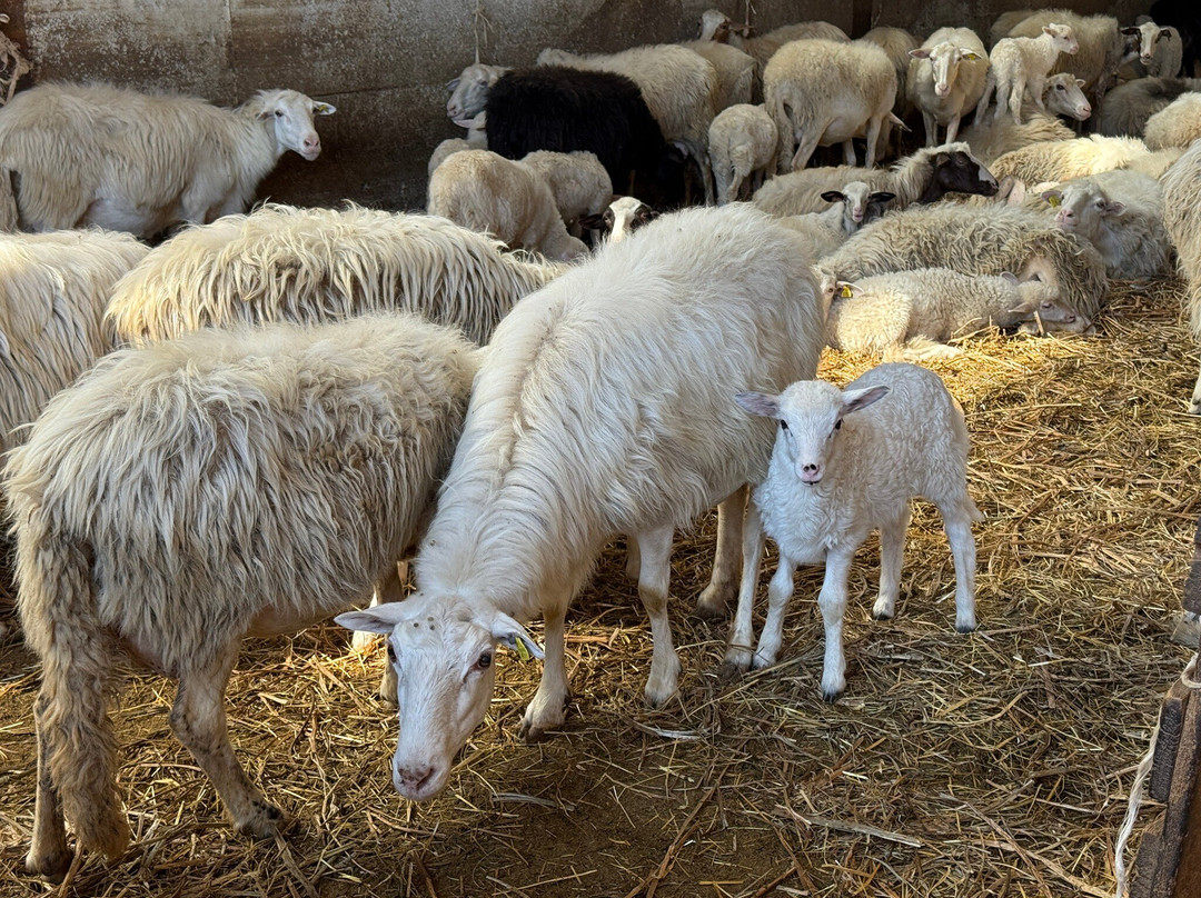 My Bella Vita Travel-卡坦扎罗必去景点